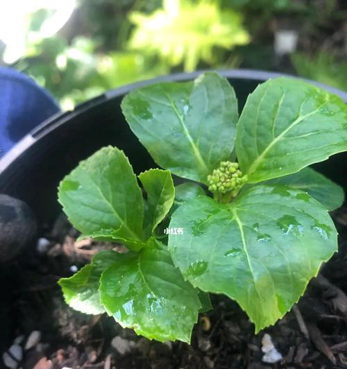 如何准确扦插绣球花（掌握适宜时机与正确方法，让花园更加美丽）