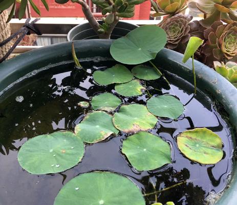 水培碗莲的种植方法和注意事项（打造清新自然的家居装饰，让心灵在碗莲中沉淀）