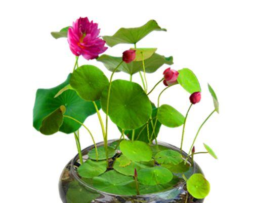 水培碗莲的种植方法和注意事项（打造清新自然的家居装饰，让心灵在碗莲中沉淀）