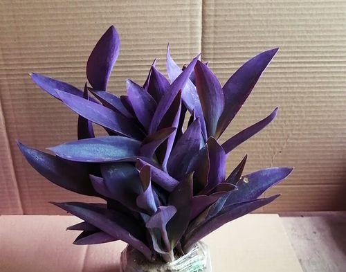如何打造漂亮的紫叶吊兰（让你的紫叶吊兰焕发绝美光彩）