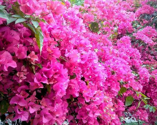 五月花开，万紫千红（五月开花特点及欣赏指南）