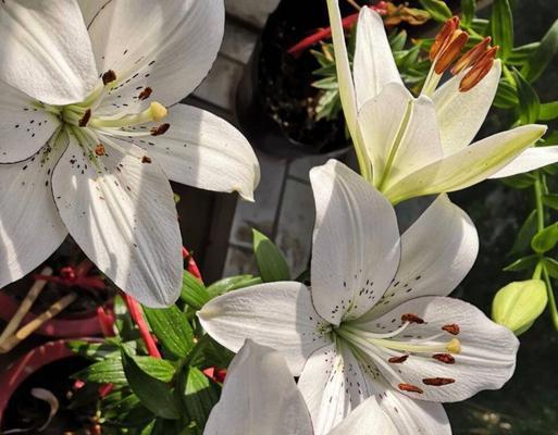 麝香百合花如何养护？（一步步教你打造优美花园，提高生活品质）