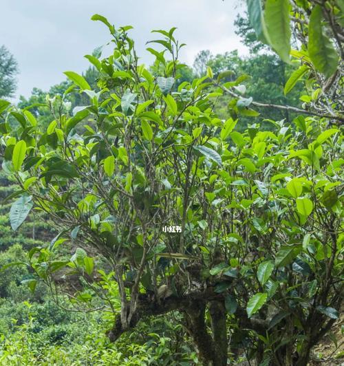 茶树品种大全——探寻茶的世界（了解茶树种类及其特点，品味不同风味）