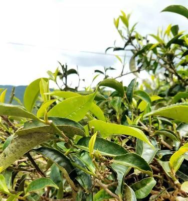 茶树品种大全——探寻茶的世界（了解茶树种类及其特点，品味不同风味）