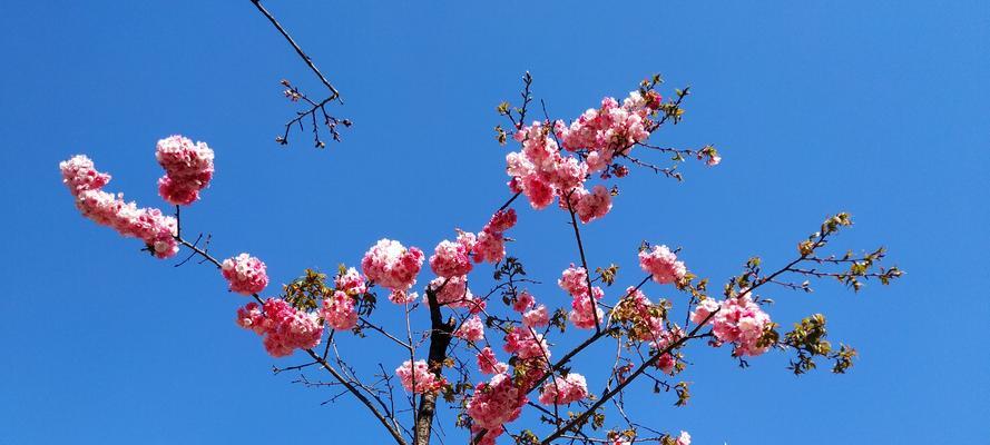 樱花盛开，春意渐浓（一年一度的樱花盛宴，让我们欢聚一堂）