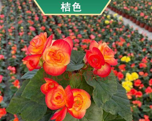 丽格海棠花的养殖方法（打造盛开缤纷的花园——）
