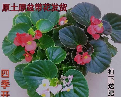 丽格海棠花的养殖方法（打造盛开缤纷的花园——）