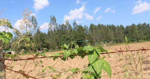 萝藦的种植方法（从选地到采摘，全方位教你种植萝藦）