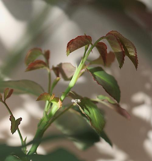 月季花盲枝的成因（探究月季花盲枝产生的原因及解决方法）