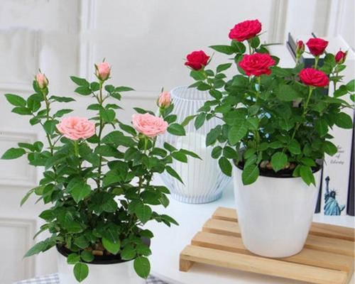 玫瑰花家庭盆栽种植技巧（打造美丽花园的秘诀）