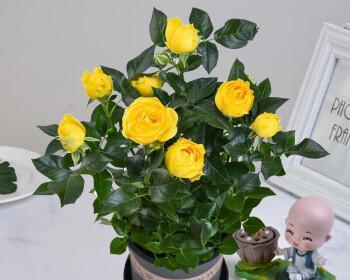 玫瑰花家庭盆栽种植技巧（打造美丽花园的秘诀）