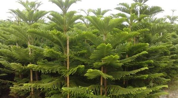 南洋杉栽培方法（如何成功地栽培南洋杉？一步步了解南洋杉栽培方法！）