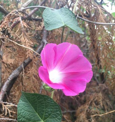 牵牛花叶子的形状特点（探秘牵牛花叶子的奥秘，了解其独特之处）