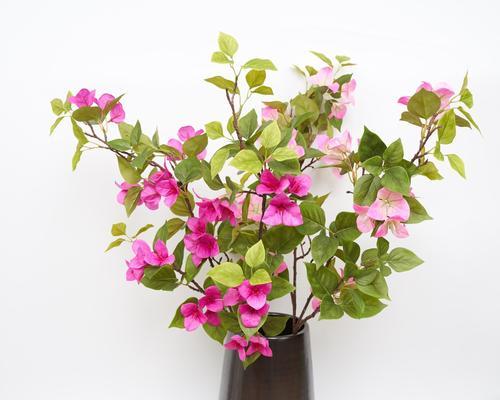 杜鹃花与三角梅的区别（了解这两种花的特点，让你轻松辨别）