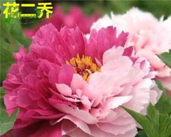 如何养殖盆栽牡丹花？（打造盆栽花园的好选择，花开不败的秘诀）