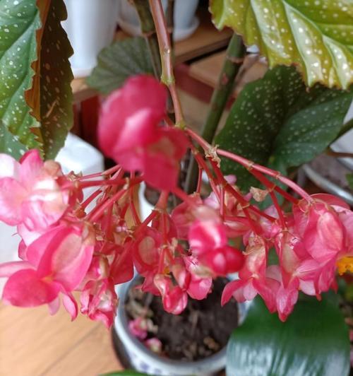 竹节海棠如何解决高度过高问题（针对竹节海棠高度过高的问题，需要掌握这些方法）