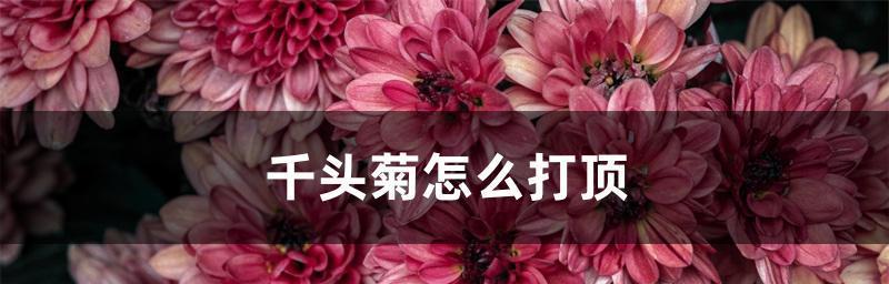 如何正确打顶千头菊（打顶技巧、方法与注意事项）