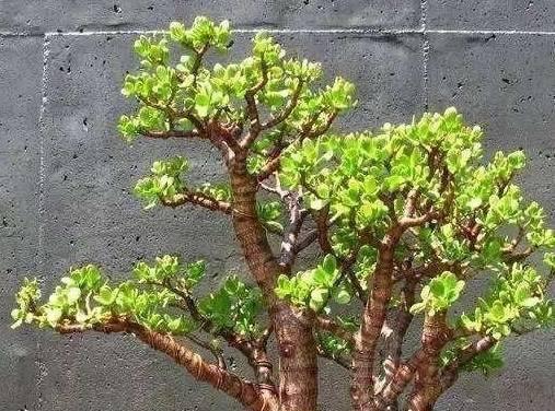 迎春花烂根的处理办法（防止迎春花烂根的养护技巧）