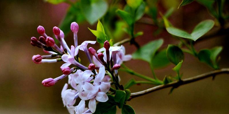 丁香花的美丽和神奇（了解丁香花的特点与种类）