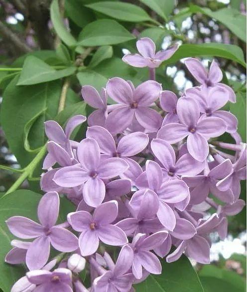 丁香花的美丽和神奇（了解丁香花的特点与种类）