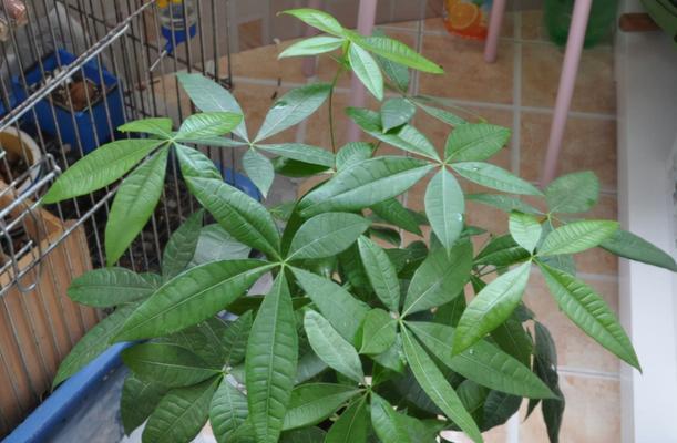 如何让发财树又绿又亮？（种植技巧与养护方法）