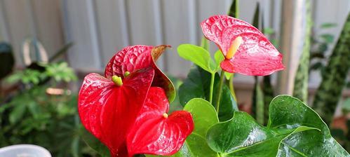 防止红掌幼叶与花的木栓化（护理技巧让红掌生机盎然）