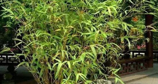 室内盆栽竹子的种类与养护（选择适合自己的盆栽竹子，打造室内绿色空间）