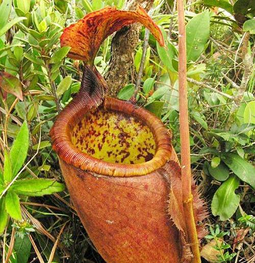 食虫草的特点（探究食虫草的营养成分、生长环境与应用价值）