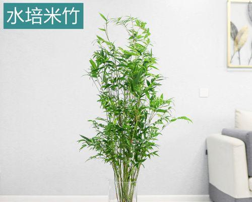 水养竹子的养护技巧（从栽培到养护全攻略，让你的竹子更旺盛）