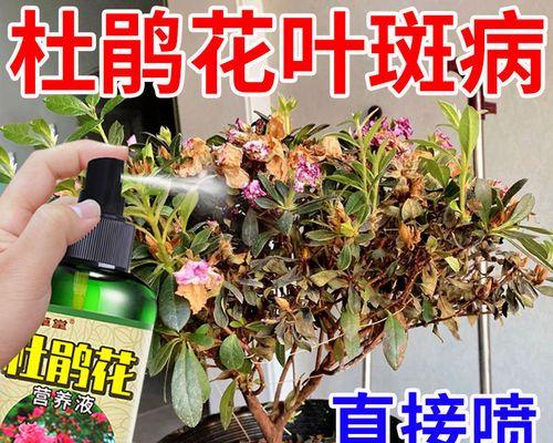 如何为杜鹃花施肥（选择合适的肥料让杜鹃花更美丽）