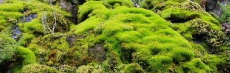 低等植物的特征（揭秘低等植物的独特性）