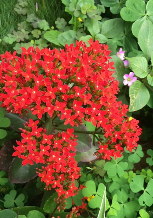 春日花开，满园馨香（探寻春季开花的种类及名称）