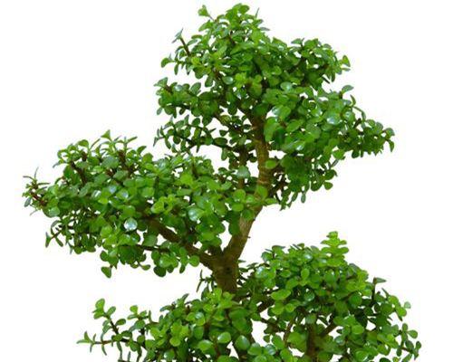 马齿苋树的养护与管理（打造绿色家园的好选择）