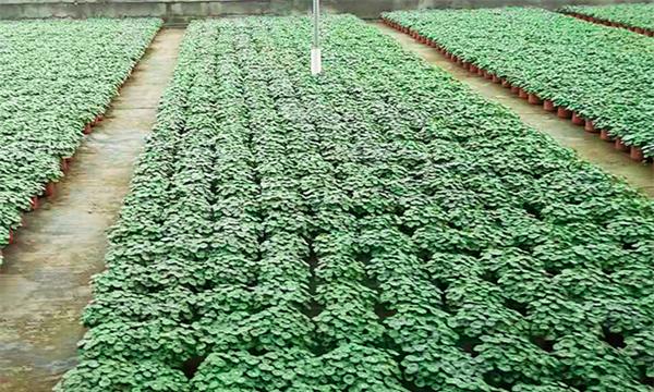 马蹄草的种植与养护（从选种到管理，轻松打造优美庭院）