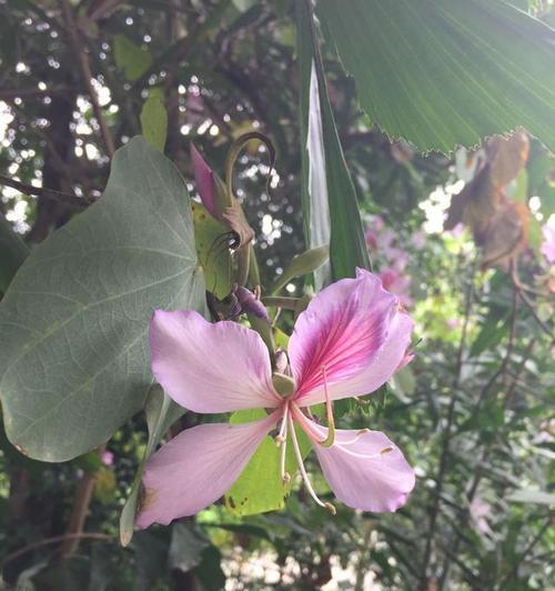 探秘紫荆花树（品味紫荆花树的美丽与神奇）
