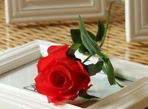 解密玫瑰的花语，不同支数代表着不同的含义！（了解玫瑰的真正含义，解读每支玫瑰的语言！）