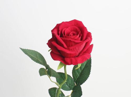 解密玫瑰的花语，不同支数代表着不同的含义！（了解玫瑰的真正含义，解读每支玫瑰的语言！）