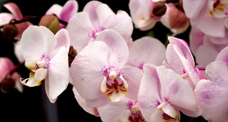 花中君子花——从杜鹃花看生命之美（杜鹃花的生长环境、文化背景、花语含义及现代应用）