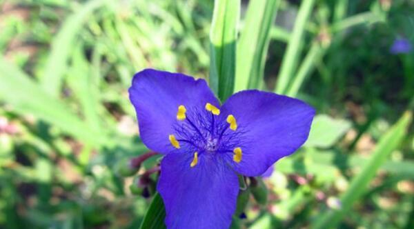 紫露草的养殖方法及注意事项（打造美丽花园，紫露草不可错过）