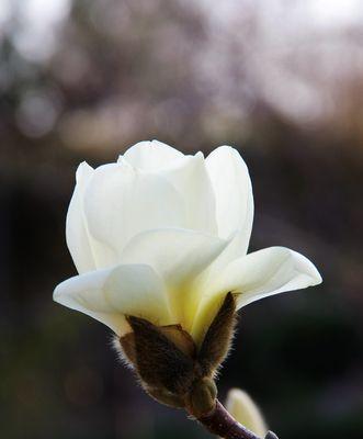 探秘白玉兰花的精神内涵（探秘白玉兰花的精神内涵）