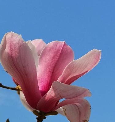 探秘白玉兰花的精神内涵（探秘白玉兰花的精神内涵）