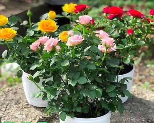 适合室外种植的美丽花卉（为你推荐适合室外栽种的8种花卉，让你的院子更加美丽）