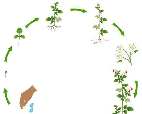 探究植物生长的必需因素（从水、土壤、光照和温度四个方面深入探讨）