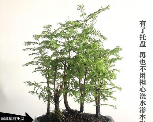 水杉——一种珍贵的湿地植物（水杉的特点、生态环境和生物学价值）