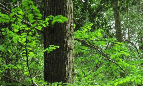 水杉——一种珍贵的湿地植物（水杉的特点、生态环境和生物学价值）