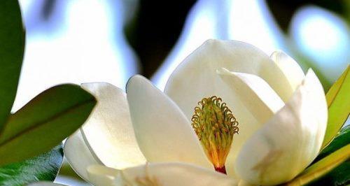 如何养护白玉兰花成为美丽的庭院风景（有效方法与技巧分享，为您打造优美的花园）