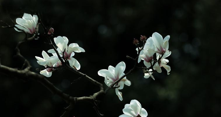 如何养护白玉兰花成为美丽的庭院风景（有效方法与技巧分享，为您打造优美的花园）