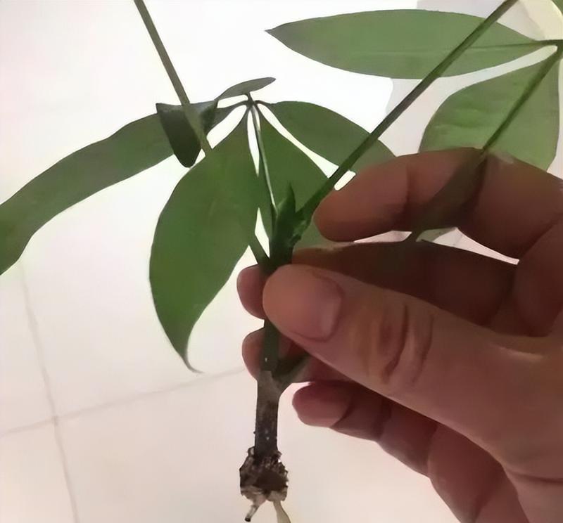 发财树的高活率培植（学习发财树种植的技巧和方法，轻松成为植物达人）
