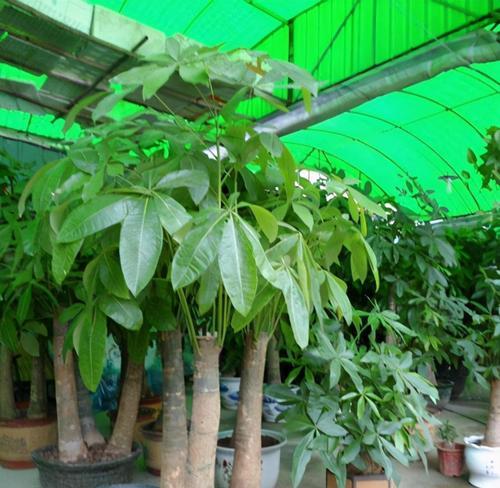 发财树的高活率培植（学习发财树种植的技巧和方法，轻松成为植物达人）