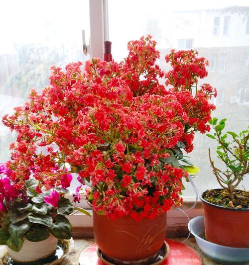 春节开花，馨香迎春（正月开什么花最香？春季花卉盛开的绝妙选择）